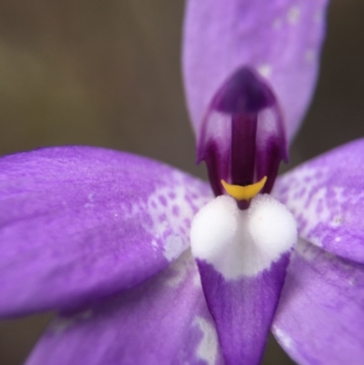 Glossodia major (Wax Lip Orchid) at Gungahlin, ACT - 12 Oct 2016 by JasonC