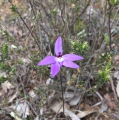 Glossodia major at Gungahlin, ACT - suppressed