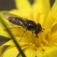 Melangyna viridiceps (Hover fly) at Mulligans Flat - 12 Oct 2016 by JasonC