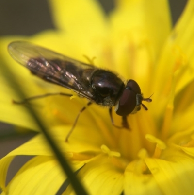 Melangyna viridiceps (Hover fly) at Gungahlin, ACT - 12 Oct 2016 by JasonC