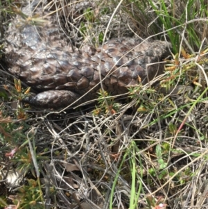 Tiliqua rugosa at Gungahlin, ACT - 12 Oct 2016 12:48 PM