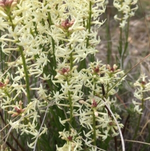 Stackhousia monogyna at Gungahlin, ACT - 12 Oct 2016