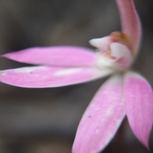 Caladenia sp. at Gungahlin, ACT - suppressed