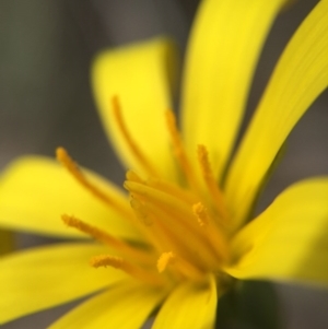 Microseris walteri at Forde, ACT - 12 Oct 2016