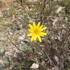 Microseris walteri at Forde, ACT - 12 Oct 2016 12:51 PM