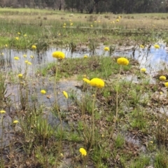 Craspedia sp. (Billy Buttons) at Forde, ACT - 12 Oct 2016 by JasonC