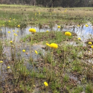 Craspedia sp. at Forde, ACT - suppressed