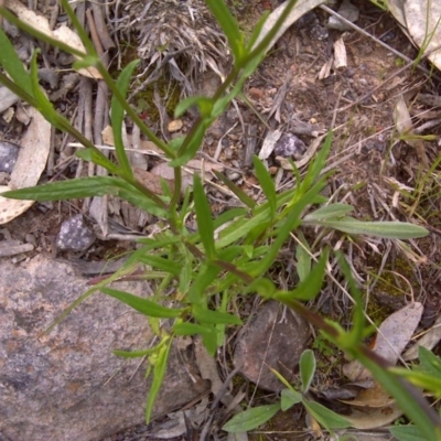 Senecio madagascariensis (Madagascan Fireweed, Fireweed) at O'Malley, ACT - 12 Oct 2016 by Mike