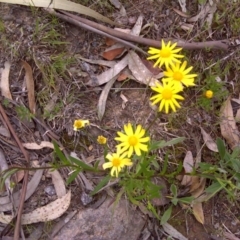 Senecio madagascariensis at O'Malley, ACT - 12 Oct 2016 11:36 AM