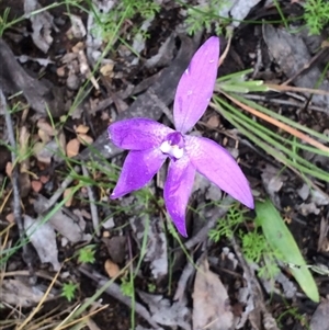 Glossodia major at Point 455 - 12 Oct 2016