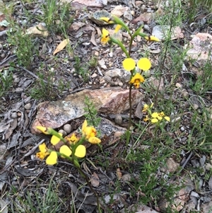 Diuris nigromontana at Point 455 - 12 Oct 2016