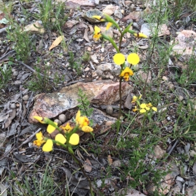 Diuris nigromontana (Black Mountain Leopard Orchid) at Point 455 - 12 Oct 2016 by NickiTaws