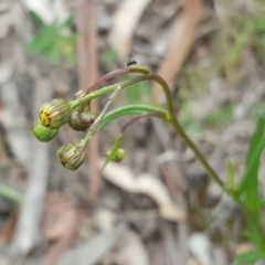 Senecio madagascariensis at O'Malley, ACT - 12 Oct 2016 11:36 AM