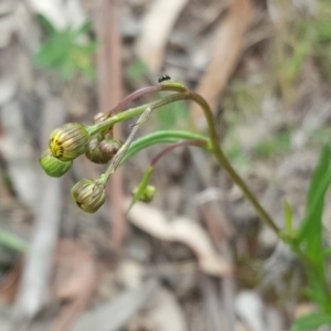 Senecio madagascariensis at O'Malley, ACT - 12 Oct 2016