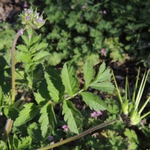 Erodium moschatum at Tharwa, ACT - 2 Oct 2016