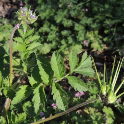 Erodium moschatum (Musky Crowfoot, Musky Storksbill) at Tharwa Bridge - 2 Oct 2016 by michaelb