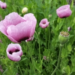 Papaver somniferum at O'Malley, ACT - 12 Oct 2016 11:22 AM