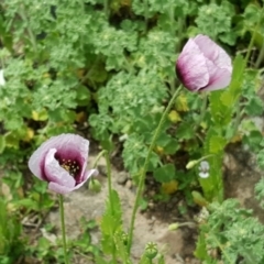 Papaver somniferum (Opium Poppy) at O'Malley, ACT - 11 Oct 2016 by Mike