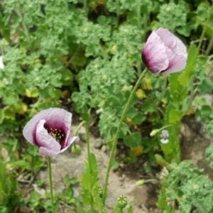 Papaver somniferum at O'Malley, ACT - 12 Oct 2016