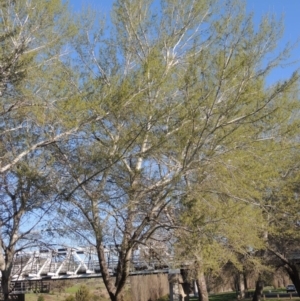 Populus alba at Tharwa, ACT - 2 Oct 2016