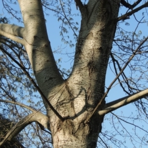 Populus alba at Tharwa, ACT - 2 Oct 2016 06:08 PM