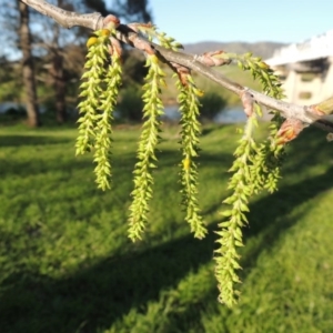 Populus alba at Tharwa, ACT - 2 Oct 2016