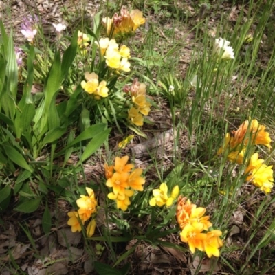 Freesia leichtlinii subsp. leichtlinii x Freesia leichtlinii subsp. alba (Freesia) at Red Hill Nature Reserve - 12 Oct 2016 by Ratcliffe