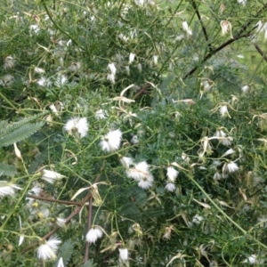 Clematis leptophylla at Deakin, ACT - 12 Oct 2016