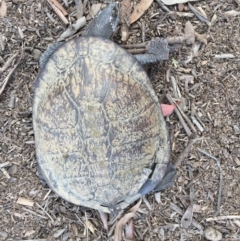 Chelodina longicollis (Eastern Long-necked Turtle) at Gungahlin, ACT - 12 Oct 2016 by CedricBear