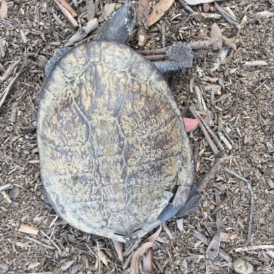 Chelodina longicollis (Eastern Long-necked Turtle) at Gungahlin, ACT - 12 Oct 2016 by CedricBear