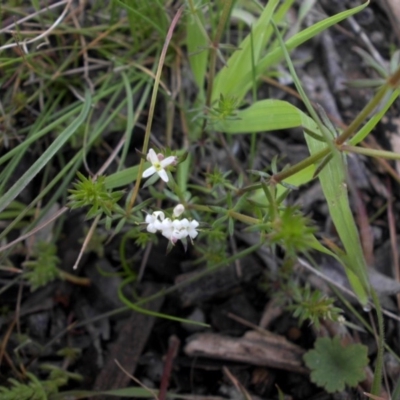 Asperula conferta (Common Woodruff) at Majura, ACT - 12 Oct 2016 by SilkeSma