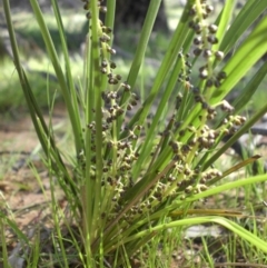 Lomandra filiformis (Wattle Mat-rush) at Majura, ACT - 12 Oct 2016 by SilkeSma