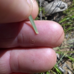 Lomandra filiformis at Majura, ACT - 12 Oct 2016