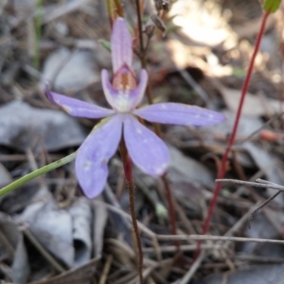 Cyanicula caerulea (Blue Fingers, Blue Fairies) at Bruce, ACT - 11 Oct 2016 by NickWilson