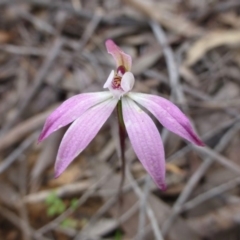 Caladenia fuscata (Dusky Fingers) at Acton, ACT - 12 Oct 2016 by RWPurdie