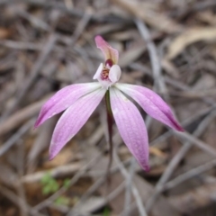 Caladenia fuscata (Dusky Fingers) at Acton, ACT - 11 Oct 2016 by RWPurdie