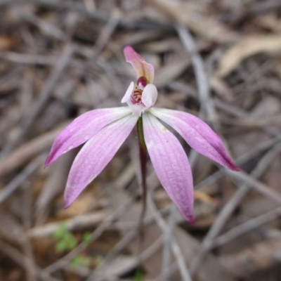 Caladenia fuscata (Dusky Fingers) at Acton, ACT - 12 Oct 2016 by RWPurdie