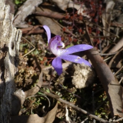 Cyanicula caerulea (Blue Fingers, Blue Fairies) at Acton, ACT - 12 Oct 2016 by RWPurdie