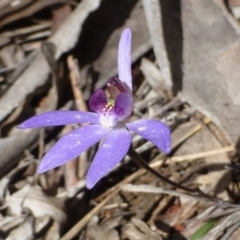 Cyanicula caerulea at Acton, ACT - 12 Oct 2016