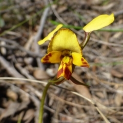 Diuris nigromontana (Black Mountain Leopard Orchid) at Acton, ACT - 12 Oct 2016 by RWPurdie