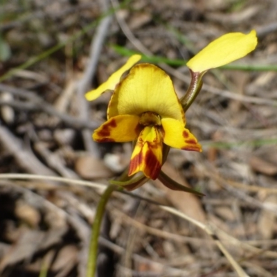 Diuris nigromontana (Black Mountain Leopard Orchid) at Acton, ACT - 11 Oct 2016 by RWPurdie