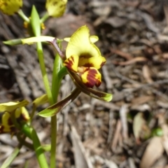 Diuris nigromontana (Black Mountain Leopard Orchid) at Acton, ACT - 12 Oct 2016 by RWPurdie