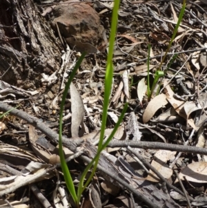 Diuris nigromontana at Acton, ACT - suppressed