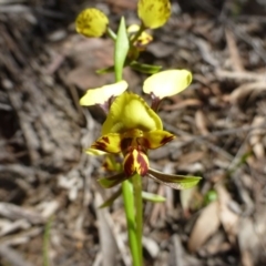 Diuris nigromontana at Acton, ACT - suppressed