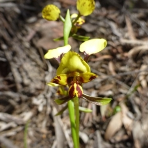 Diuris nigromontana at Acton, ACT - suppressed