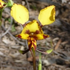 Diuris nigromontana (Black Mountain Leopard Orchid) at Acton, ACT - 11 Oct 2016 by RWPurdie