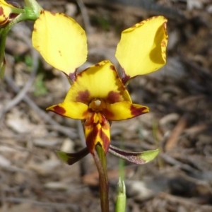 Diuris nigromontana at Acton, ACT - suppressed