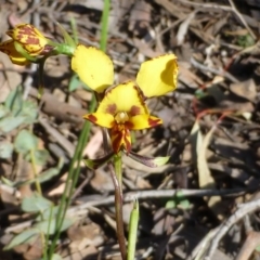 Diuris nigromontana at Acton, ACT - suppressed