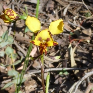 Diuris nigromontana at Acton, ACT - suppressed