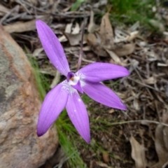 Glossodia major (Wax Lip Orchid) at Acton, ACT - 11 Oct 2016 by RWPurdie